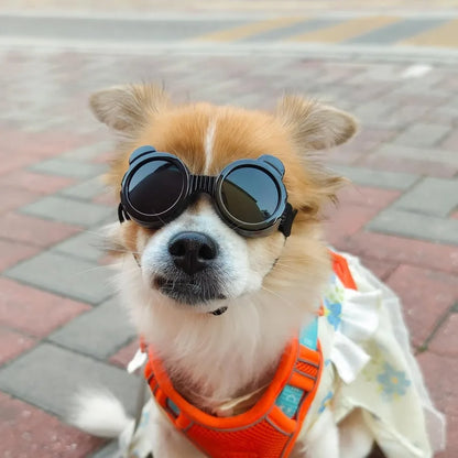 Dog Goggles